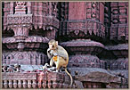 Monkey On Temple Wall