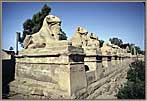 Luxor And Karnak Lion Statues