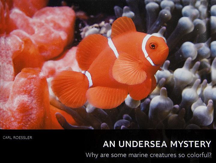 An Undersea Mystery