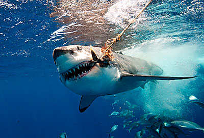 Shark Takes Bait Showing Teeth !!!