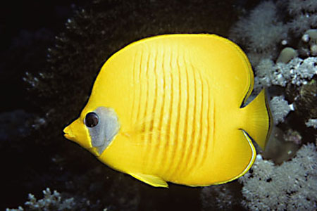 Glorious Lemon Butterflyfish