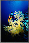 Jessica With Giant Yellow Soft Coral