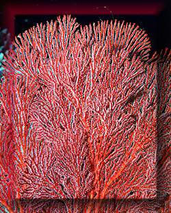Gorgonian Coral.