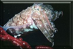 A calm Cuttlefish poising!