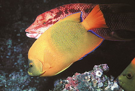 Clarion Anglefish with a Sheephead Wrasse