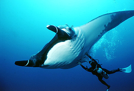 Stoking the tummy of a curious Manta.