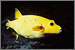 Yellow Pufferfish Arothron!