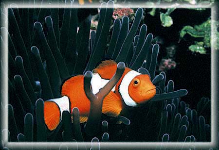 A Percula clownfish nestles.