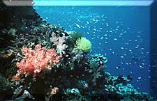 Reefs with more color than. . .