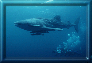 Divers with a Young Whale Shark!