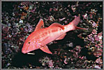 Goatfish In Red