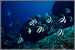 School of Bannerfish passing by.
