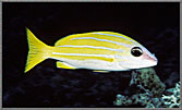 A Yellow Striped Grunt