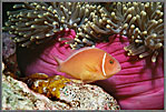 CS Clownfish Guards Eggs