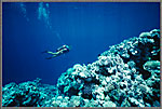 CS Diver Above Coral Reef 2017