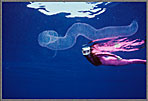CS Jessica Diver With Floating Salp