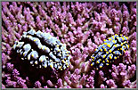 Nudibranchs On Pink Coral