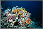 Yellow corals on reef.