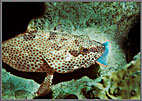 Grouper Eating Parrotfish