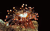 Nocturnal Red Ball Anemone