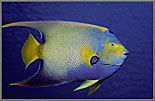 Queen Angelfish