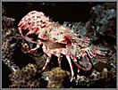 Elegant Slipper Lobster