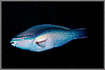 Parrotfish Swoops Past