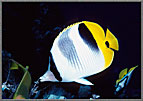 Banded Butterfly fish