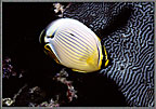Butterfly fish Trifasciata