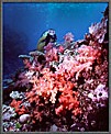 Diver With Outcrop Of Coral