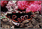 Flatworm On Coral