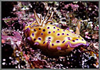 Nudibranch In Brilliant Colors