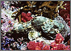 Scorpion fish Camouflaged Like Debris