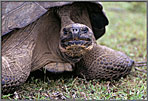 Big Galapagos Tortoise Studies Us