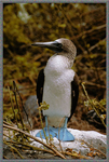 Gal Blue Footed Booby