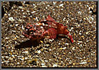 Gal Tiny Juvenile Scorpionfish On Sand