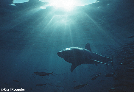 Great White Shark attacks out of the sun glare!