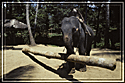Elephant working in Sri Lanka