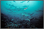 Hammerheads Sweep Up Into Shallows