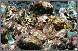 A scorpionfish almost invisible.