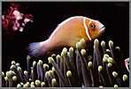Clownfish On Tentacles