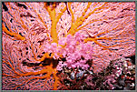 Color And Texture In Corals