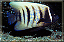 Six-lined Angelfish