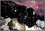 Black Frogfish Has Lethal Camouflage