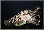 Cuttlefish Flares Its Arms