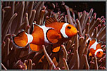 Phil Amphiprion Percula