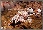 Phil Blue Ringed Octopus