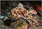 Phil Octopus Amid Fish