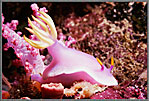 Phil Pink Nudibranch