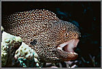 Phil Spotted Moray Eel Gymnothorax